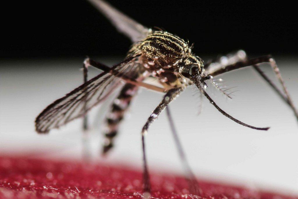 ‘Zika’s weak point is the mosquito’ SWI swissinfo.ch