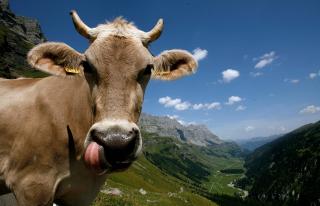 In Werbung und Tourismus haben Kühe Hörner - SWI