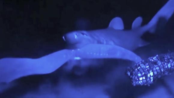 Can deep sea gloop be useful to humans? - SWI swissinfo.ch