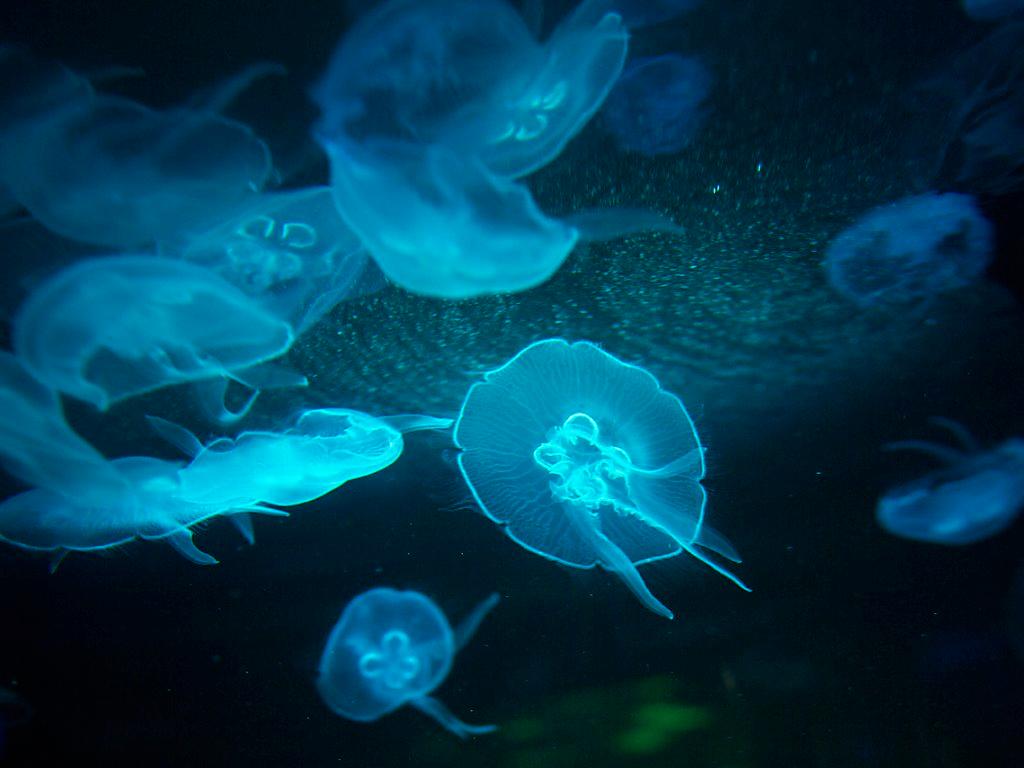 аквариум с медузами. съедобные медузы. съедобные медузы. хрустальное мясо медузы корнерот. ропилема номадика.