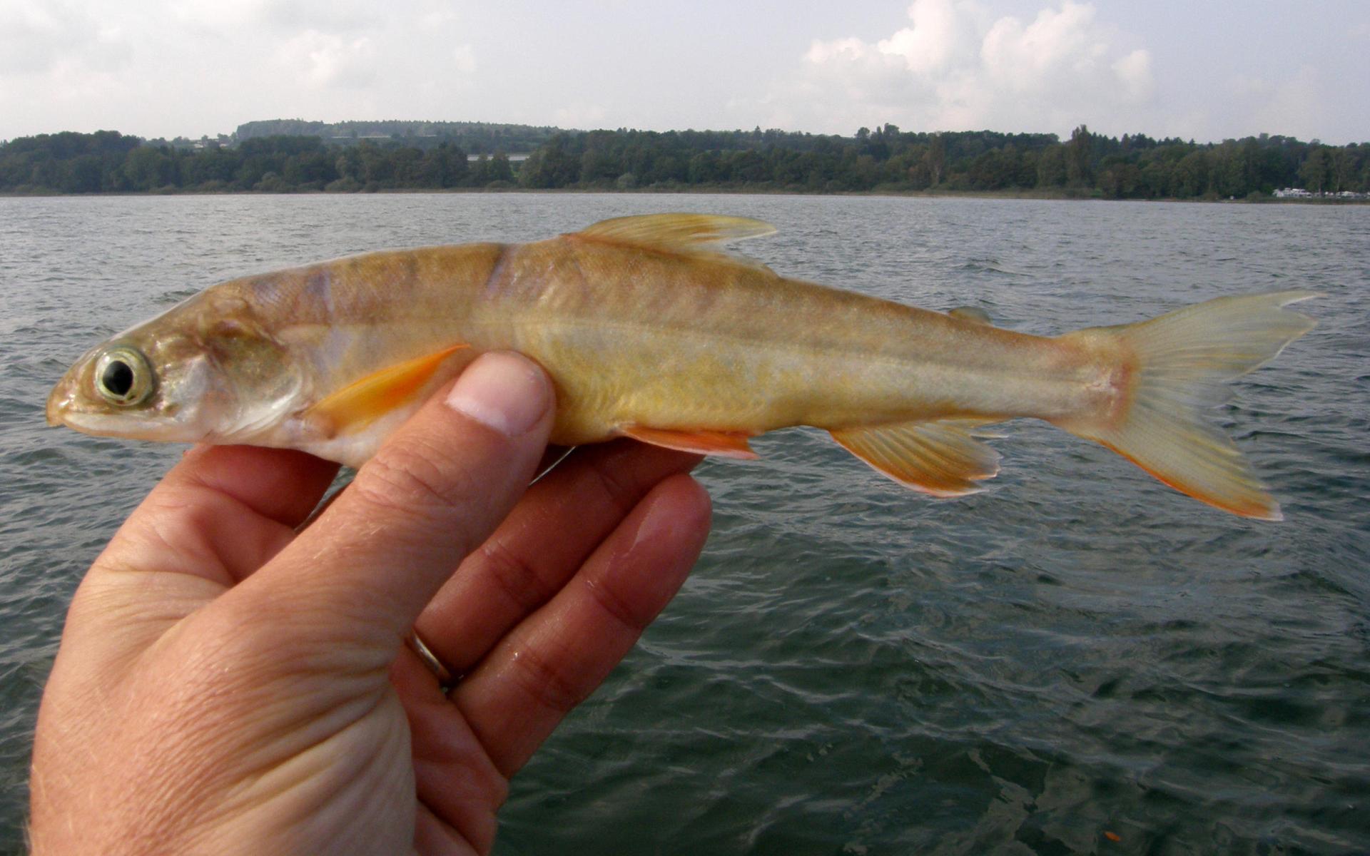 ‘Extinct’ fish found in Lake Constance SWI swissinfo.ch