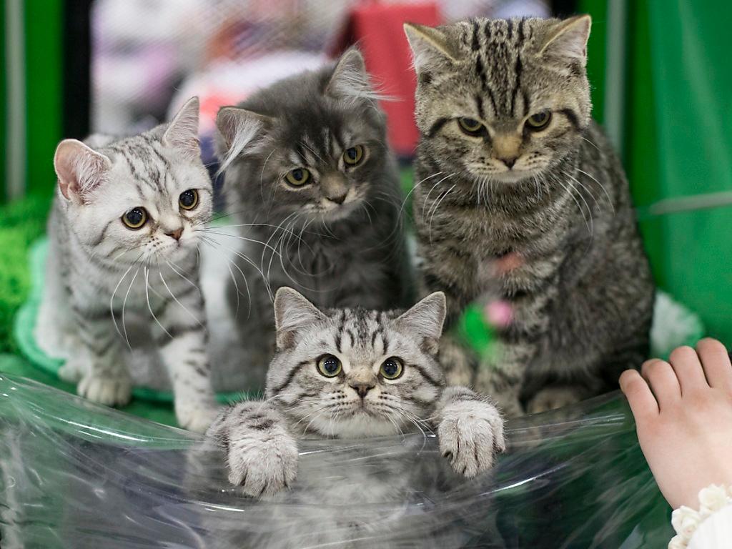 Dangereux Virus Attaquant Les Chats Detecte A Zurich Swi Swissinfo Ch