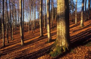 tree trunks