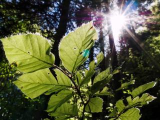 leaves and sun