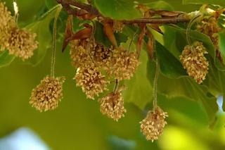 beech catkins