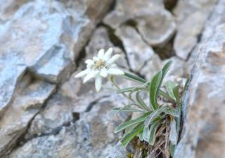 Edelweiss growing from a rocky area