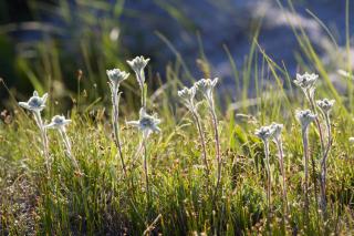 L'edelweiss, une fleur aussi rare qu'emblématique - SWI swissinfo.ch