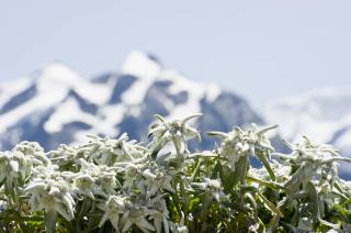 L'edelweiss, une fleur aussi rare qu'emblématique - SWI swissinfo.ch