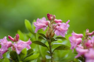 Close-up of flower
