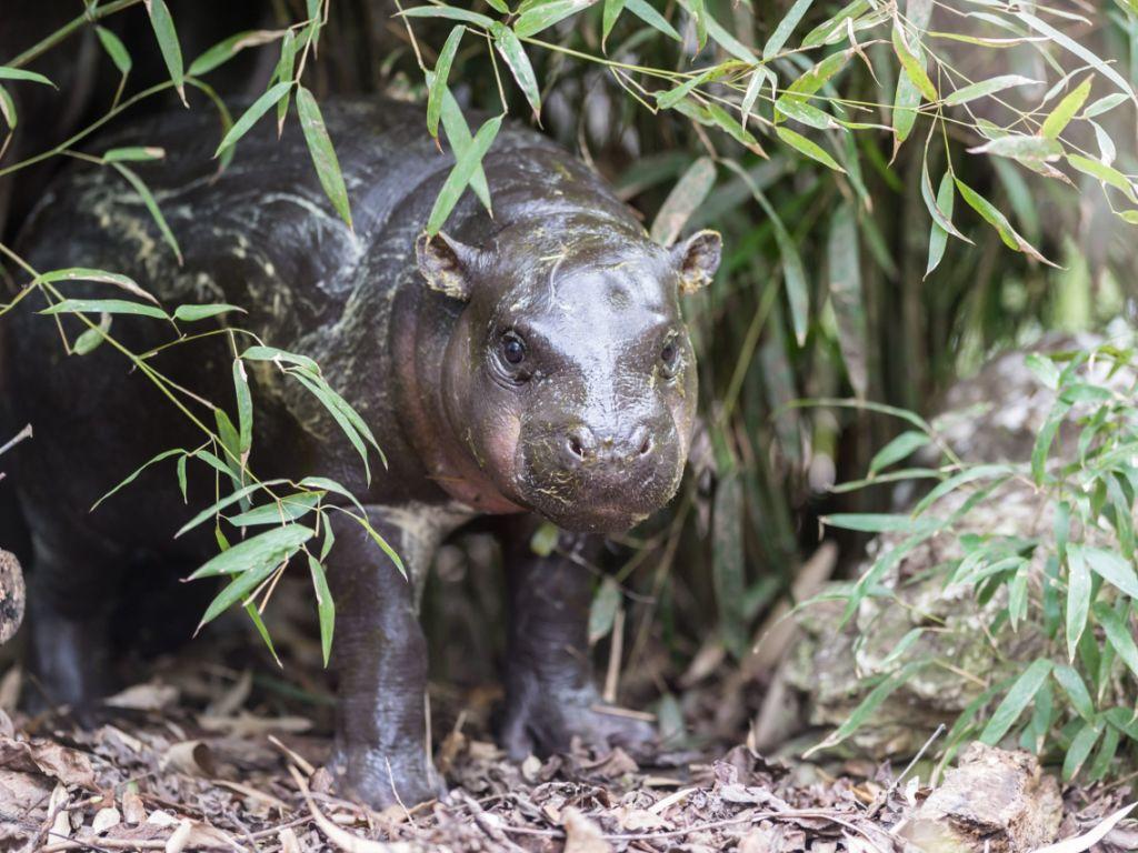 Zoo De Bale Bebe Hippopotame Nain A Decouvrir Par Beau Temps Swi Swissinfo Ch