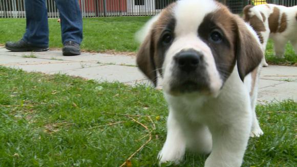 Saint Bernard Puppy