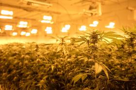 In indoor growing, growth of the cannabis plants is stimulated by powerful lamps