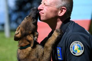 ヴォー州警察の警察犬訓練所のクリトフ・エーインガ警察補と戯れる、生後１１週の子犬スナッチ