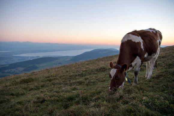 A cow eats grass in a pasture during the sunset in the Jura Mountains on 29 September 2016