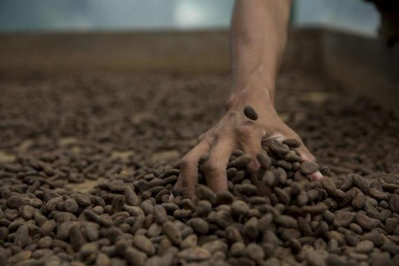man s hand in cocoa beans