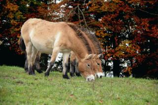 two ponies grazing