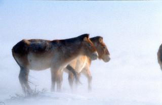 two ponies stand on the wind and snow-swept plains of Mongolia