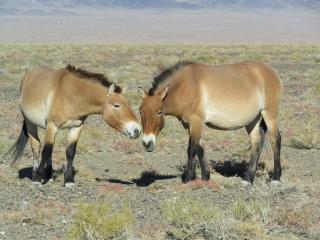 two ponies on the plane of mogolia