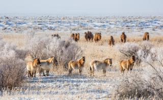 ponies and camels stand on the plains of mongolia