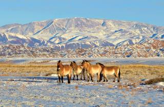 four ponies on the snow covered plains of mongolia