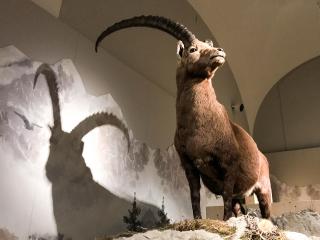 Switzerland's 'Big Four' animals on display in Zurich - SWI 