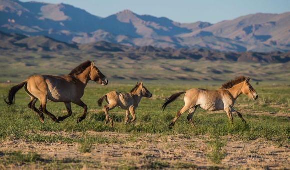Horses running over the plains of Mongolia