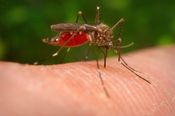 Aedes japonicus