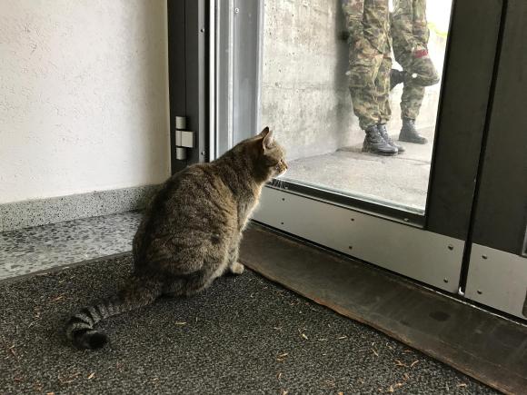 Cat watching two soldiers through a window