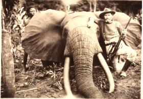 Chasse à l éléphant au Congo