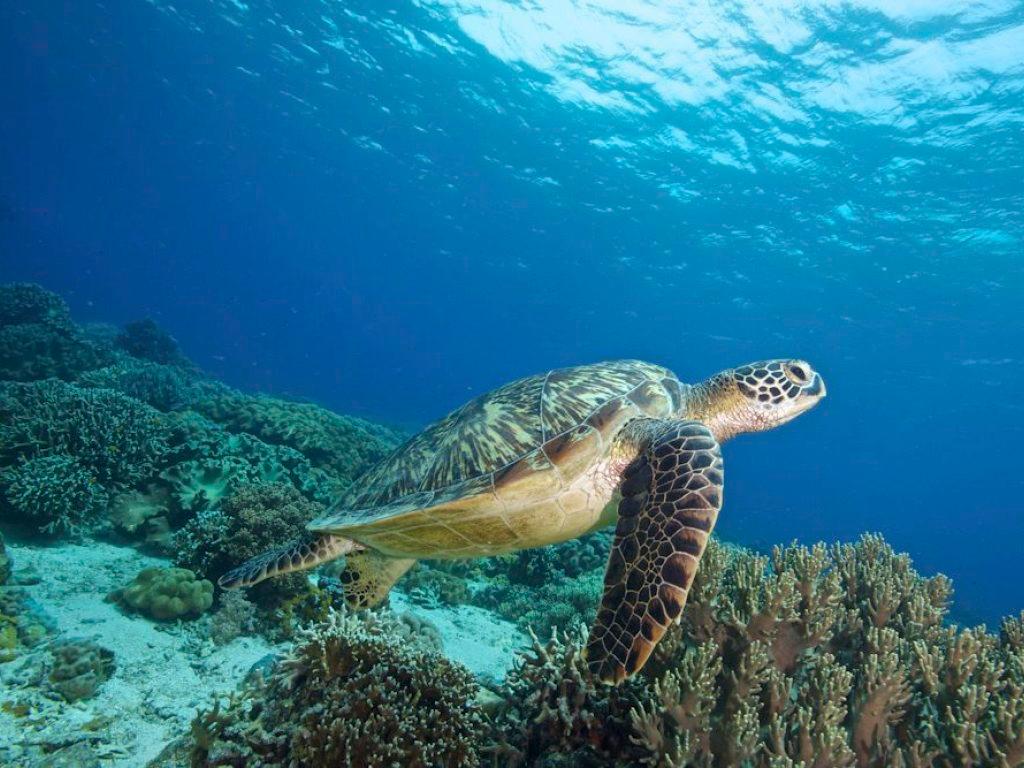 Les Tortues Vertes Frappees D Un Mal Mysterieux Swi Swissinfo Ch Les Tortues Vertes Frappees D Un Mal Mysterieux Swi Swissinfo Ch