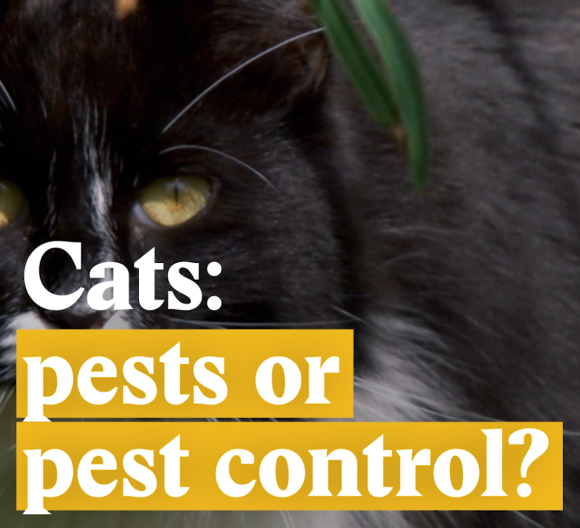 Cover image for a Nouvo video on cats.