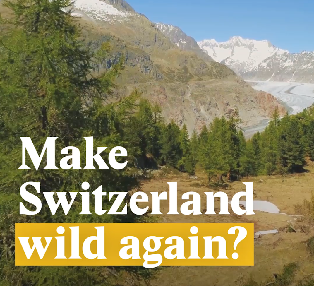 Wild wild Switzerland SWI swissinfo.ch