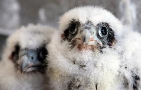 Peregrine Falcon chicks huddle on the roof of a Pacific Gas and Electric building in San Francisco, Monday, May 3, 2010