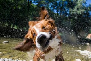 シッター川で水遊びする犬