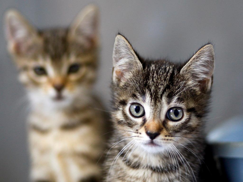 Il Faut Montrer Patte Blanche Pour Adopter Un Chat A La Spa Swi Swissinfo Ch
