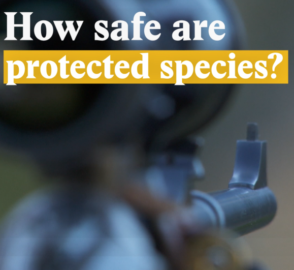 A cover image for a Nouvo video about protected species.
