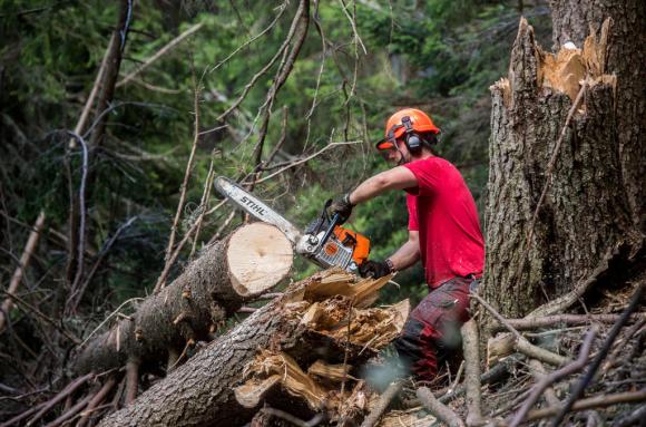 عامل يقطع أشجارا وأغصانا في الغابة