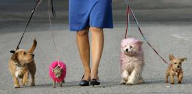Woman walking various dog breeds