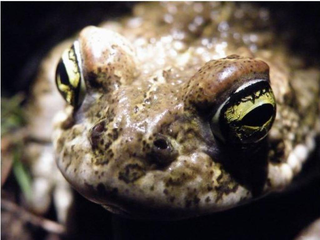 Animal Qui S Adapte à Son Environnement Le crapaud calamite possède désormais son petit paradis - SWI swissinfo.ch