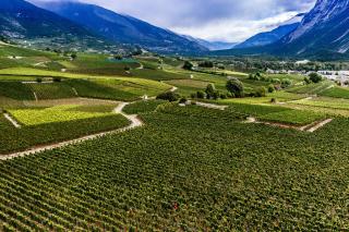 ヴァレー州のヴェイラとシエール間に広がるワイン畑の写真