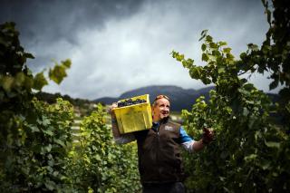かごを肩に乗せてブドウを摘み取るワイン業者の男性の写真