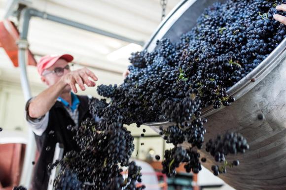Un viticoltore svuota un secchio pieno di uva