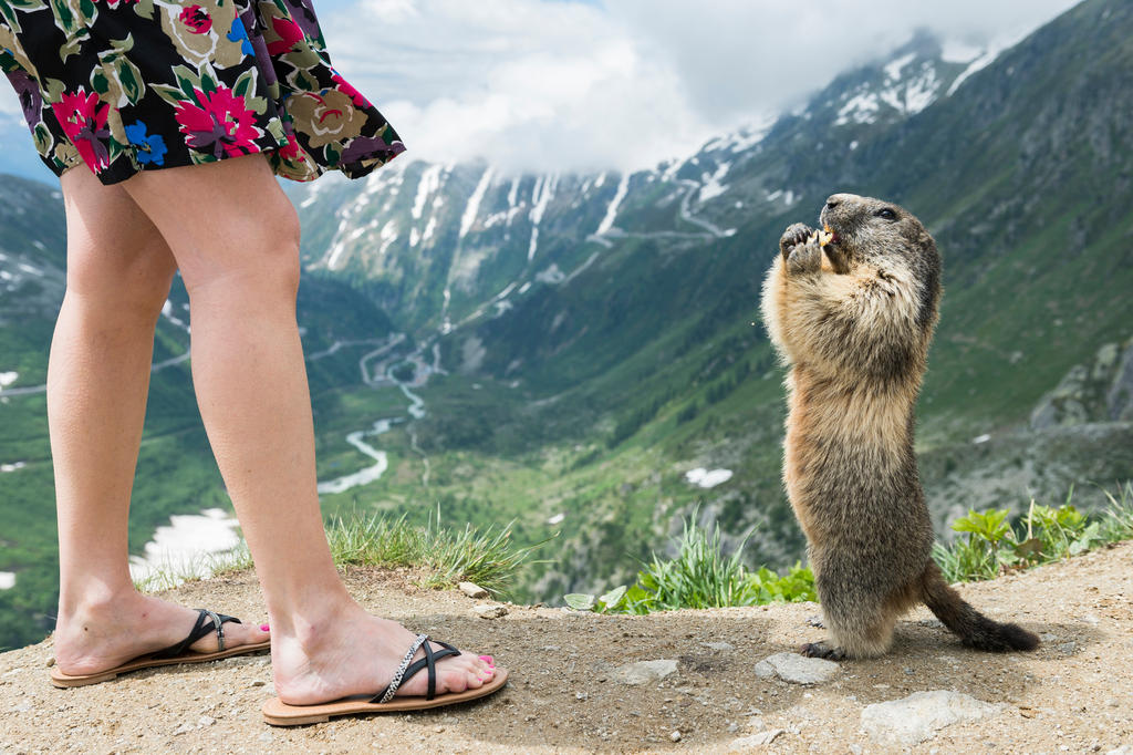 Marmots invade Matterhorn area - SWI 