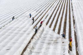 Portugiesische Gastarbeiter decken auf einem Erdbeerfeld
