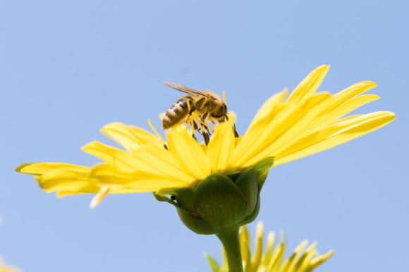 Il valore dell impolliazione delle api in Svizzera può arrivare fino a mezzo miliardo di franchi