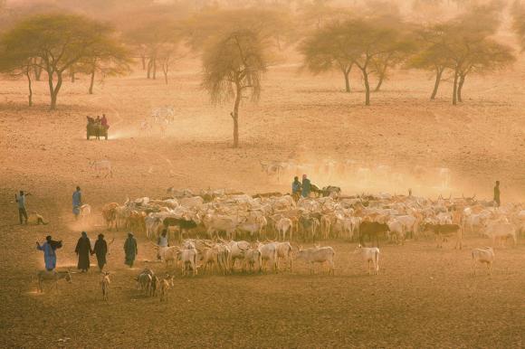 Eine Rinderherde in der Sahel