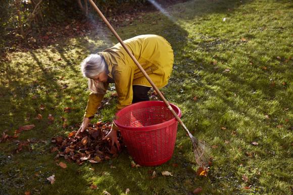Mujer mayor recoge hojas de un árbol.