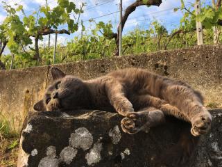 Katze liegt auf Stein