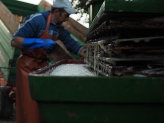 Mann arbeitet an der Apfelsaft-Presse