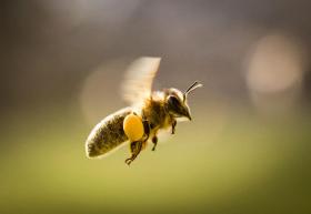 Primer plano de una abeja volando